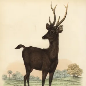 Javan rusa or Sunda sambar deer, Rusa timorensis. Vulnerable