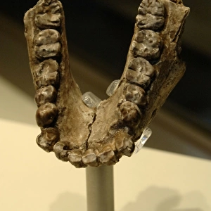 Jaw of Australopithecus anamensis
