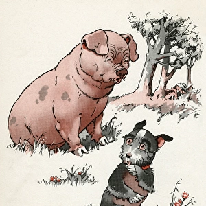 Jeek the puppy meets a pig