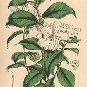 Jessamine flowered heinsia, Heinsia jasminiflora