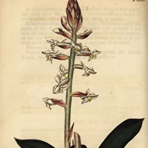 Jewel orchid, Ludisia discolor