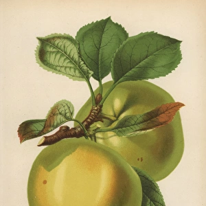 Jolly Beggar apple variety, Malus domestica