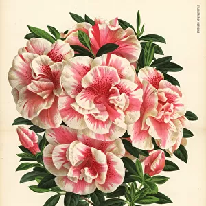 Joseph Vervaenes azalea, Rhododendron indicum