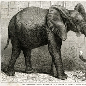 Jumbo the elephant at Regents Park, 1865
