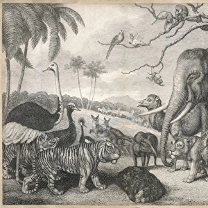 Jungle Animals in Group