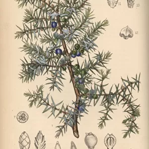 Juniper tree, Juniperus communis