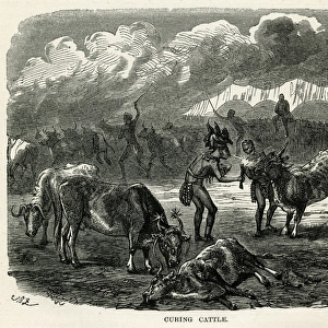 Kaffir Curing Cattle
