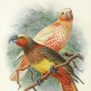 Kaka, Nestor meridionalis