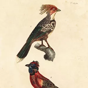 Kalij pheasant, Lophura leucomelanos