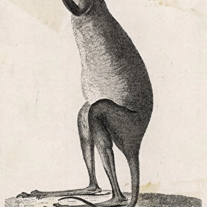 Kangaroo / Cook 1790