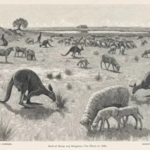 Kangaroos & Sheep 1840