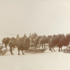 Karaganda, Kazakhstan - Camels pulling sleds of ore