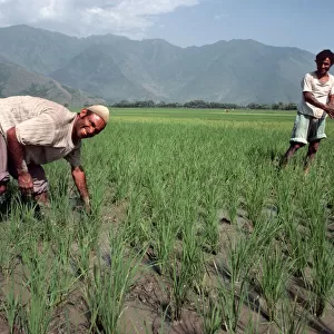 Kashmir - two male rice planters in foothills of Himalayas