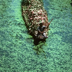 Kashmir, Srinagar - boatman paddles boat with animal fodder