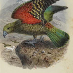 Kea, Nestor notabilis