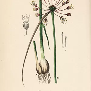 Keeled garlic or witchs garlic, Allium carinatum
