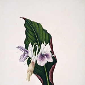 Kempferi ovatifolia, colouring turmeric