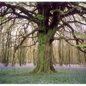 Kentish Bluebell Wood Kentish Bluebell Wood