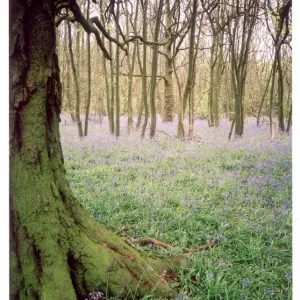 Kentish Bluebell Wood Kentish Bluebell Wood
