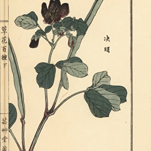 Ketsumei, Chinese senna or sicklepod, Senna obtusifolia