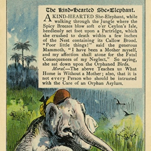 The kind-hearted she elephant