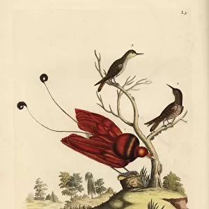 King bird-of-paradise, Cicinnurus regius