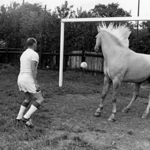 King, the football-playing stallion