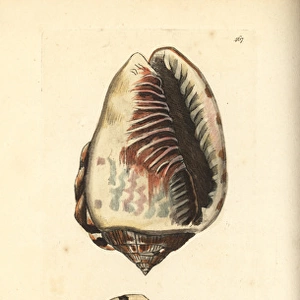 King helmet shell, Cassia tuberosa