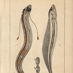 King of herrings, Regalecus glesne, and deal