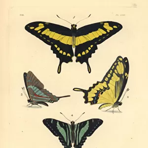 King swallowtail and Jamaican kite butterfly (endangered)