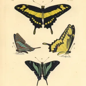 Le papillon de la colonne royale et le papeautier jamaïcain (menacé à l'extinction) Le papillon de la colonne royale et le papeautier jamaïcain (menacé à l'extinction)