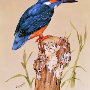 Kingfisher on a perch