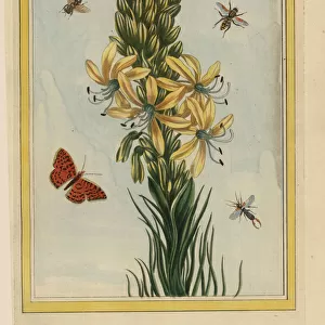 Kings spear or yellow asphodel, Asphodeline lutea
