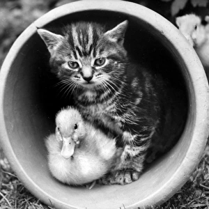 Kitten and Duckling in a plantpot