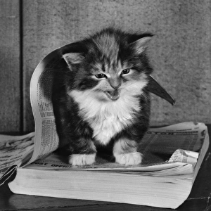 Kitten with telephone directory
