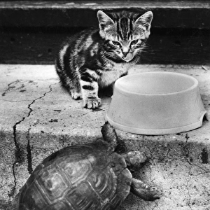 Kitten and tortoise with bowl