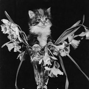 Kitten with vase of daffodils