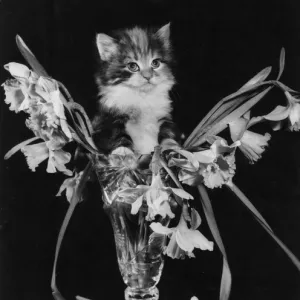 Kitten with vase of daffodils