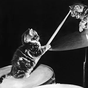 Two kittens with a drumkit
