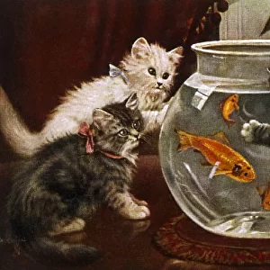 Kittens & Goldfish Bowl