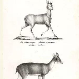 Klipspringer and four-horned antelope (vulnerable)