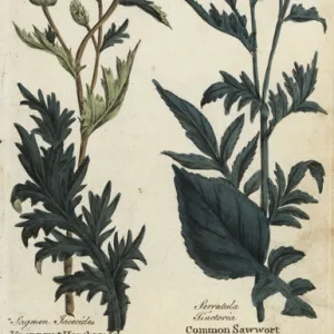 Knapwort harshweed and common saw-wort