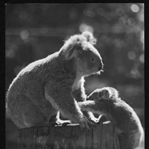 Koala Bear and Cub