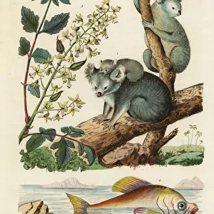 Koala, varnish tree and Indian humphead