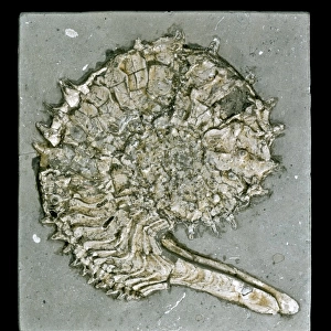 Kosmoceras acutistriatum, ammonite