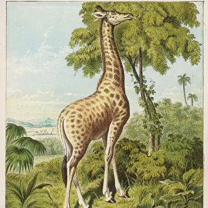 Kronheim / Giraffe