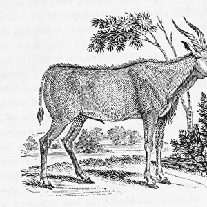 Kudu (Bewick)