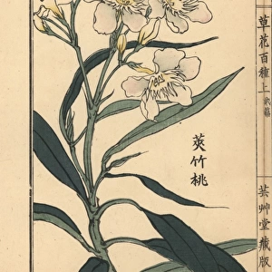 Kyouchikutou or oleander flower, Nerium oleander var indicum