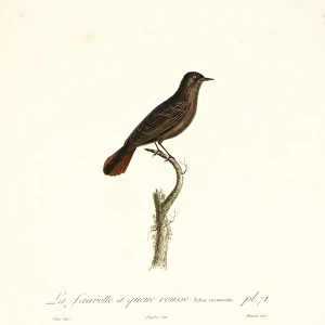 La fauvette a queue rousse, a red-tailed warbler