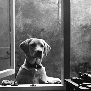 Labrador dog at window, with typewriter, Crediton, Devon